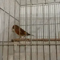 سهره.قناری