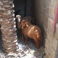 بره