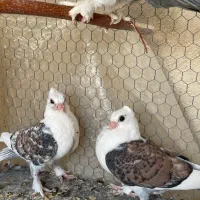 کفتر جفت دمگیر و مفلق ساتن
