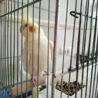 جفت عروس به همراه پنج جوجه