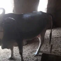 گاو بلوچی گوساله نر