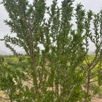 کارگر نیروی کار باغ باغبانی و گلخانه
