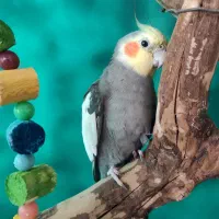 عروس هلندی ، گمشده