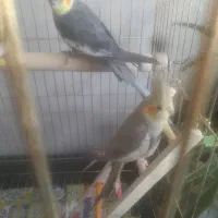 جفت عروس هلندی ماده دستی