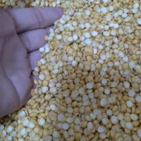 لپه ریز