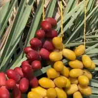 خارک خرما .محصول روز .تازه رسیده .شیرین آبدار