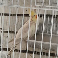 عروس هلندی سالم