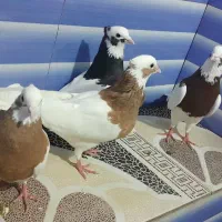 کبوتر طوقی