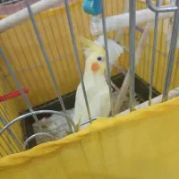 جوجه عروس هلندی ۳ماهه