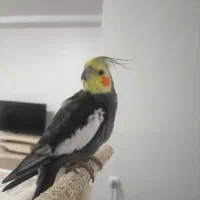 عروس هلندی نر بالغ