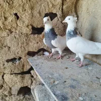طوقی|پرنده|کرمانشاه, |دیوار