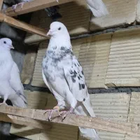 ماده شازده هما سرور