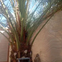 باغبانی درخدمت شما