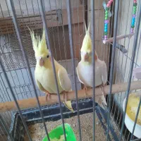 یک جفت عروس هلندی با جوجه