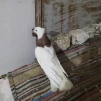 کبوتر طوقی زرد