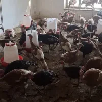 بوقلمون