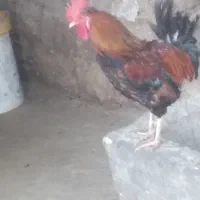 خروس
