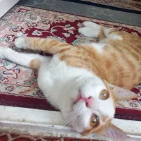واگزاری بچه گربه ۵ یا ۶ ماهه نر
