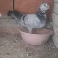 کفتر های المانی