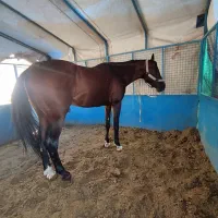 اسب عرب یک سر سن ۸