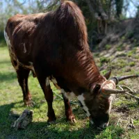 ورزا چالوسی همه چیز تمام