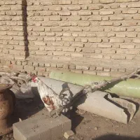 خروس|حیوانات مزرعه|نیشابور, امام خمینی|دیوار