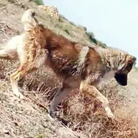 سگ نگهبان