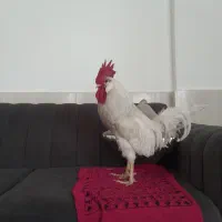 حیوان خانگی