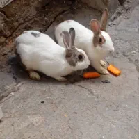 خرگوش