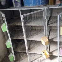 جفتگاه کبوتر گنجه