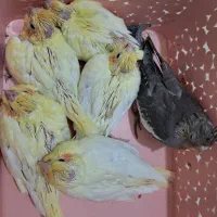 جوجه عروس هلندی سرلاکی ۱ ماهه
