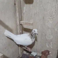 ماده سرور دورگ
