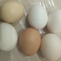 فروش مواد غذایی