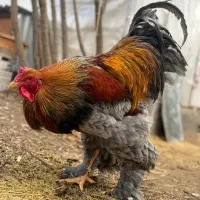 جوجه برهما بلو پاتریچ / یکماهه