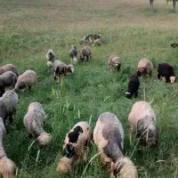 میش بختیاری