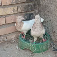 کله الماسی و جوجه طوقی و جوجه پشت گراف