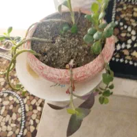 گل زینتی و طبیعی زیبا