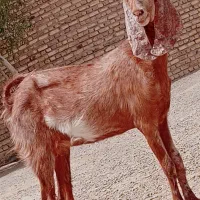 مری جملی زا