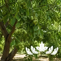 فروش نهال گردو اسرائیلی (خوشه ای )