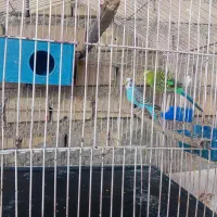 ام طمیر|پرنده|اهواز, اسماعیلیه|دیوار