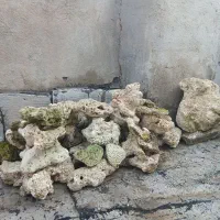 سنگ مرجانی