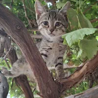 بچه گربه