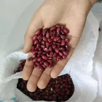 لوبیا قرمز درجه یک بوجاری شده
