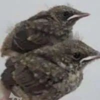 جوجه سهره