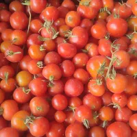گوجه ریز محلی
