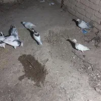 کبوتر|پرنده|نیشابور, قلعه نو|دیوار