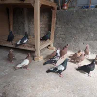کبوتر کاشانی