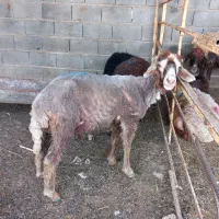 س ۳ عدد برا نر واسه داشتی سالم خوش خوراک همه ۲۵ملی