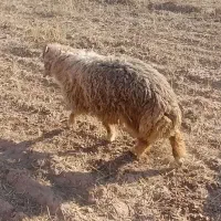 2عدد گوسفند نر