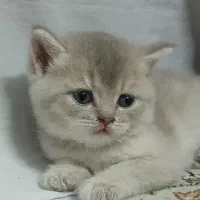 بریتیش و اسکاتیش